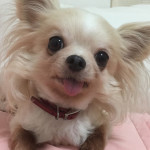 愛犬ロングコートチワワのぽん吉(♂)です。
