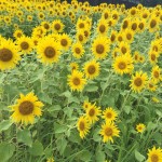 お盆は私なりに夏を満喫した