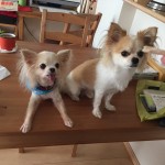 親友さやか姫宅へ泊まった日のこと。私たちのチワワのこと。