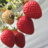 福岡朝倉のらいおん果実園へイチゴ狩り”あまおう食べ放題”