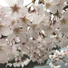 春ですね、桜がキレイです。私が好きな桜ソングを書いてみる。
